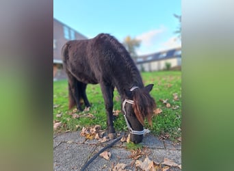 NMPRS, Mare, 1 year, 8,1 hh, Black