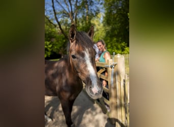 NMPRS, Mare, 3 years, 16 hh, Gray