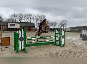 NMPRS, Merrie, 15 Jaar, 148 cm, Palomino
