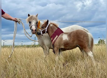 NMPRS, Merrie, 16 Jaar, 92 cm, Gevlekt-paard