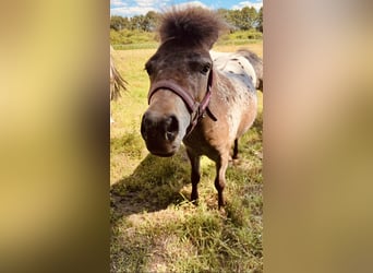 NMPRS Mix, Merrie, 3 Jaar, 98 cm, Appaloosa