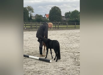 NMPRS, Merrie, 4 Jaar, 85 cm, Vos