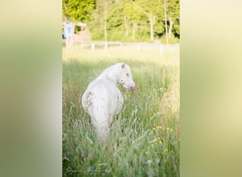 NMPRS, Merrie, 9 Jaar, 96 cm, Champagne