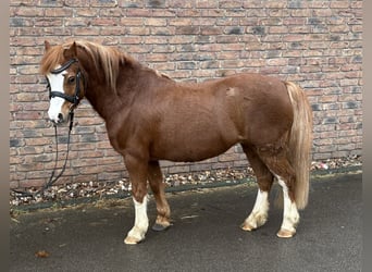 NMPRS, Ruin, 12 Jaar, 120 cm, Vos