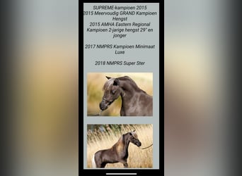 NMPRS, Ruin, 3 Jaar, 80 cm, Roodbruin