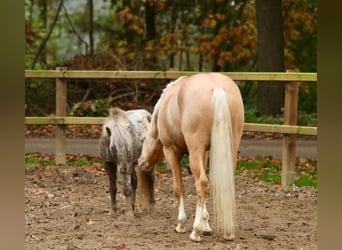 NMPRS, Ruin, 5 Jaar, 99 cm, Gevlekt-paard