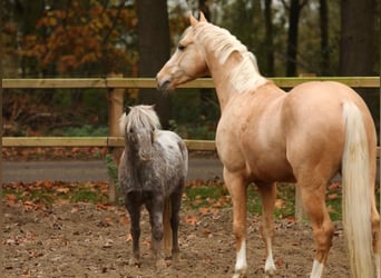 NMPRS, Ruin, 5 Jaar, 99 cm, Gevlekt-paard