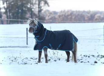 NMPRS, Ruin, 5 Jaar, 99 cm, Gevlekt-paard