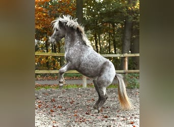 NMPRS, Ruin, 5 Jaar, 99 cm, Gevlekt-paard