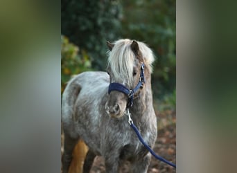 NMPRS, Ruin, 5 Jaar, 99 cm, Gevlekt-paard