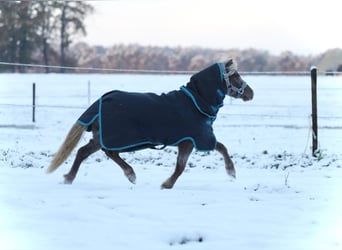 NMPRS, Ruin, 5 Jaar, 99 cm, Gevlekt-paard