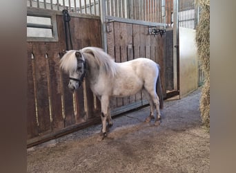 NMPRS, Stallion, 1 year, 8 hh, Leopard-Piebald