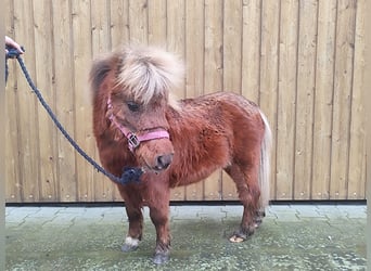 NMPRS Mix, Stallion, 3 years, 6.2 hh, Chestnut