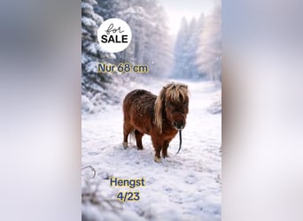 NMPRS Mix, Stallion, 3 years, 6,2 hh, Chestnut