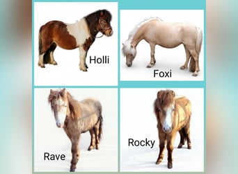 NMPRS, Stallion, 4 years, Champagne