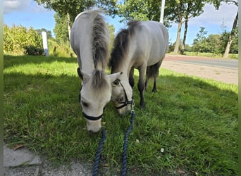 NMPRS, Stallion, Foal (03/2025), 5.3 hh, Dun NMPRS, Stallion, Foal (03/2025), 5.3 hh, Dun