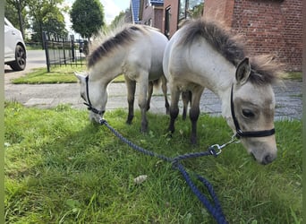 NMPRS, Stallion, Foal (03/2025), 5.3 hh, Dun NMPRS, Stallion, Foal (03/2025), 5.3 hh, Dun