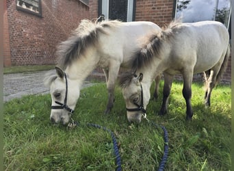 NMPRS, Stallion, Foal (03/2025), 5,3 hh, Dun