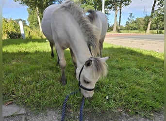 NMPRS, Stallion, Foal (03/2025), 5,3 hh, Dun