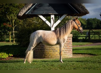 NMPRS, Stallone, 2 Anni, 85 cm, Roano rosso