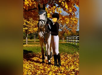 NMPRS, Stute, 14 Jahre, 174 cm, Schimmel