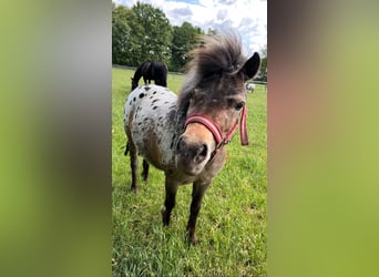 NMPRS Mix, Stute, 3 Jahre, 96 cm