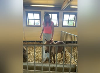 NMPRS, Stute, 4 Jahre, 85 cm, Fuchs