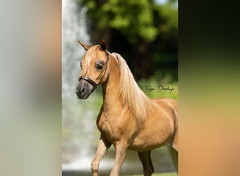 NMPRS, Stute, 4 Jahre, 85 cm, Fuchs