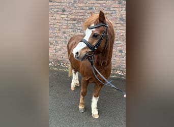 NMPRS, Wallach, 14 Jahre, 120 cm, Fuchs