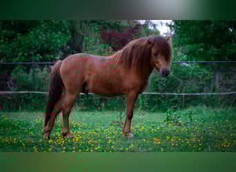 NMPRS, Wallach, 2 Jahre, 100 cm, Fuchs