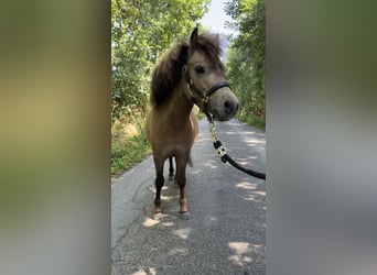 NMPRS, Wallach, 3 Jahre, 80 cm, Rotbrauner