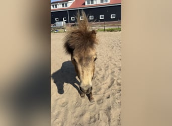 NMPRS, Wallach, 3 Jahre, 80 cm, Rotbrauner