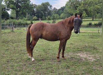 NMPRS, Wallach, 6 Jahre, 155 cm, Fuchs