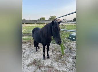 NMPRS, Wallach, 7 Jahre, 95 cm, Rappe