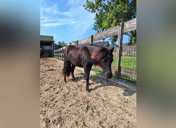 NMPRS, Yegua, 2 años, 85 cm, Negro