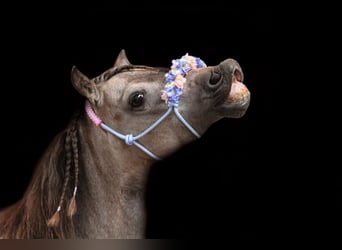 NMPRS, Yegua, 7 años, 93 cm, Buckskin/Bayo