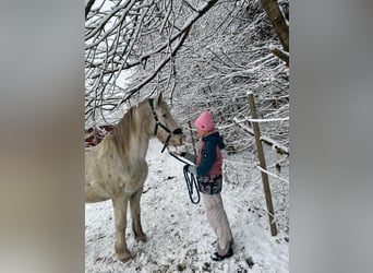 Nórico Mestizo, Caballo castrado, 10 años, 156 cm, Tordo