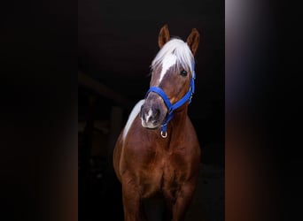 Nórico, Caballo castrado, 10 años, 160 cm, Alazán