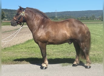 Nórico, Caballo castrado, 10 años, 160 cm, Alazán-tostado