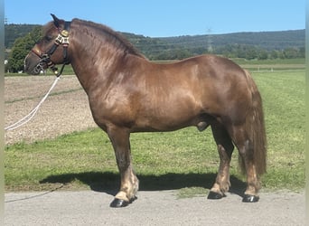 Nórico, Caballo castrado, 10 años, 160 cm, Alazán-tostado
