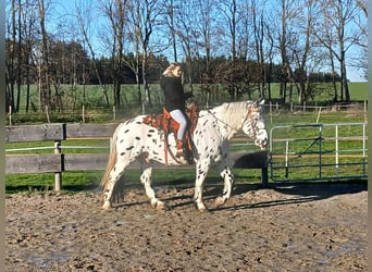 Nórico, Caballo castrado, 10 años, 160 cm, Atigrado/Moteado