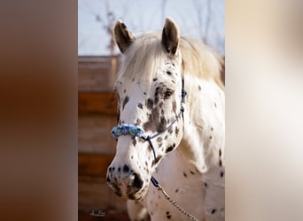 Nórico, Caballo castrado, 10 años, 162 cm, Atigrado/Moteado