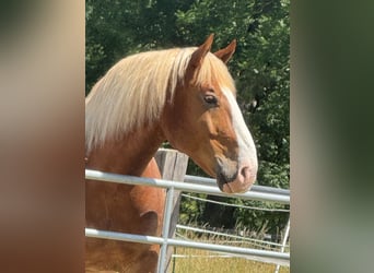 Nórico, Caballo castrado, 10 años, 163 cm, Alazán-tostado