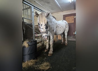 Nórico, Caballo castrado, 10 años, 163 cm, Atigrado/Moteado