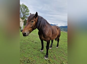 Nórico, Caballo castrado, 10 años, 170 cm, Castaño