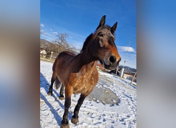 Nórico, Caballo castrado, 10 años, 170 cm, Castaño