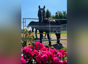 Nórico, Caballo castrado, 11 años, 152 cm, Negro