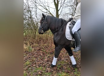 Nórico, Caballo castrado, 11 años, 160 cm, Negro