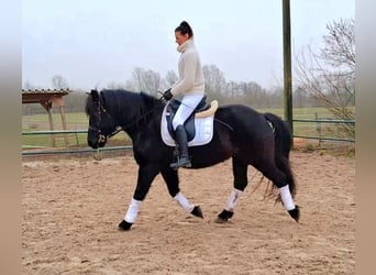 Nórico, Caballo castrado, 11 años, 160 cm, Negro