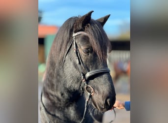 Nórico, Caballo castrado, 11 años, 160 cm, Negro